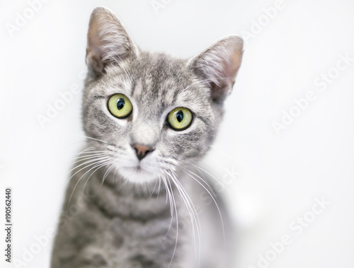 A gray tabby domestic shorthair cat looking at the camera with a curious expression