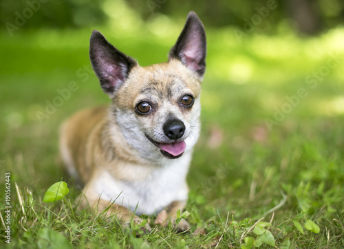 A cute Chihuahua mix dog lying in the grass