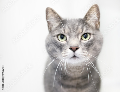 Photo A gray tabby domestic shorthair cat on a white background