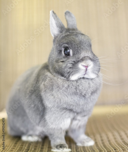 A cute gray Netherland Dwarf rabbit with short ears