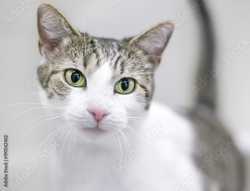 A tabby and white domestic shorthair cat with green eyes