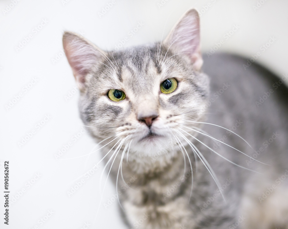 A cross-eyed gray tabby domestic shorthair cat A cross-eyed gray tabby domestic shorthair cat