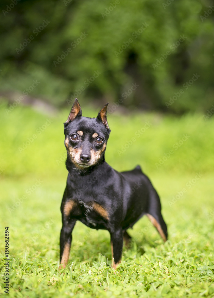 A black and red Miniature Pinscher dog with cropped ears