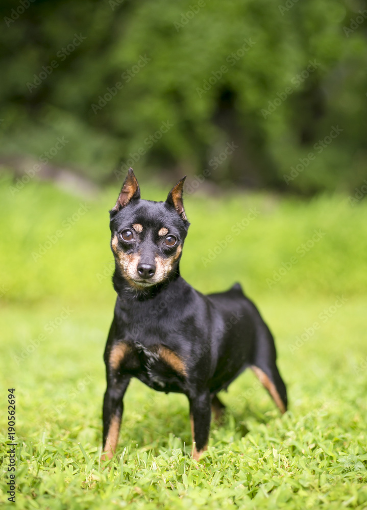 A black and red Miniature Pinscher dog with cropped ears A black and red Miniature Pinscher dog with cropped ears