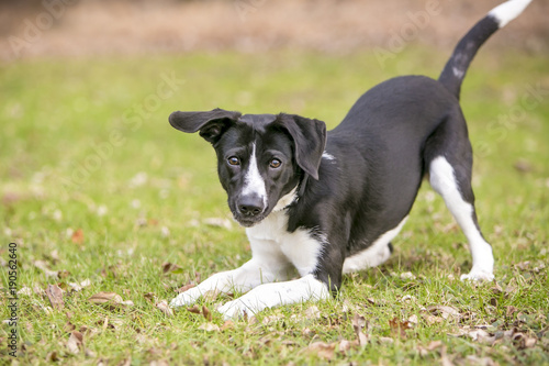 Photography A playful black and white mixed breed dog, in a play bow position