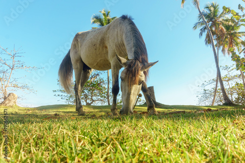 horse grazing on a green meadow surrounded by palm trees © Sandra