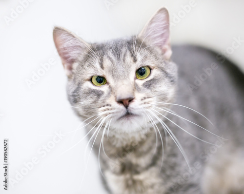 A cross-eyed gray tabby domestic shorthair cat