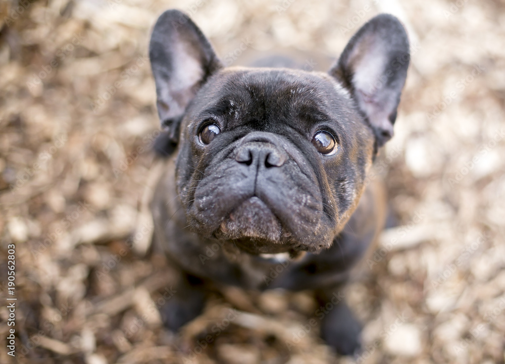 A cute black French Bulldog looking up