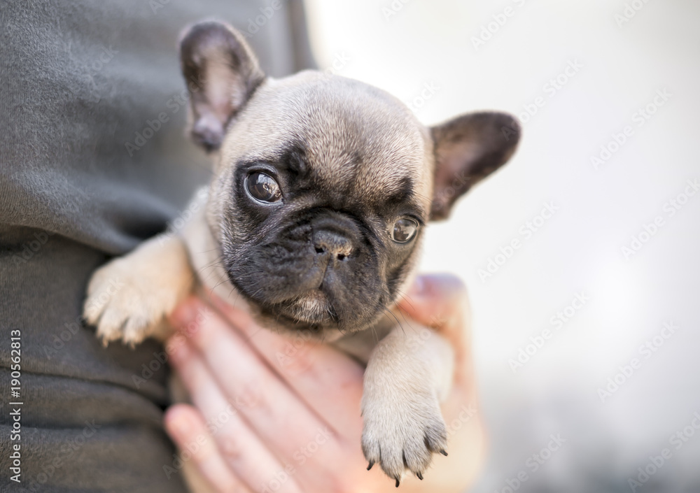 A person holding a young French Bulldog puppy