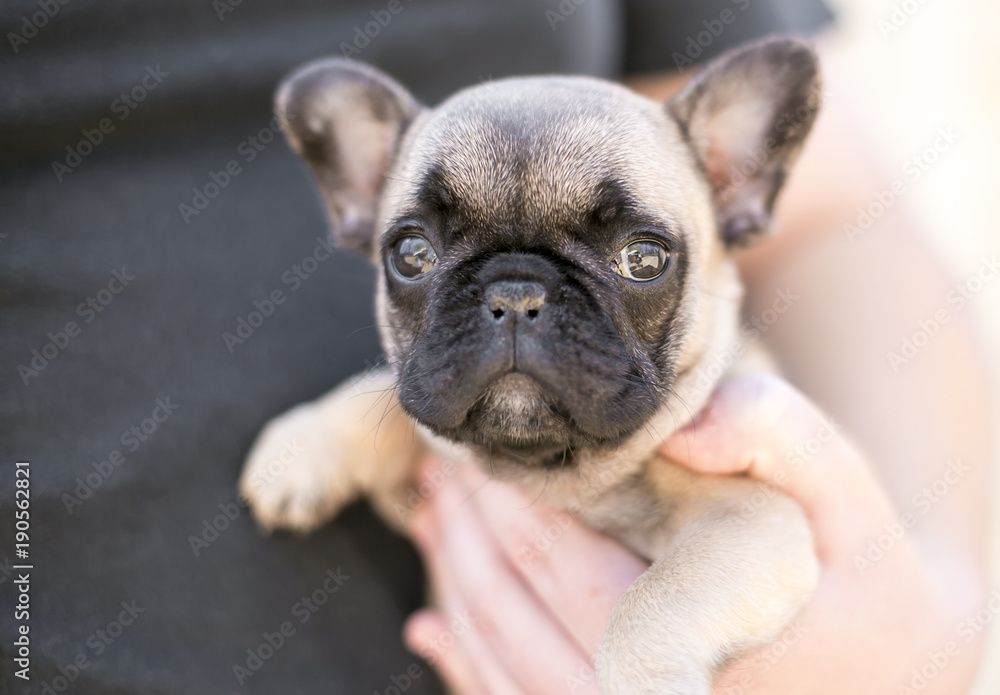 Obraz premium A person holding a young French Bulldog puppy