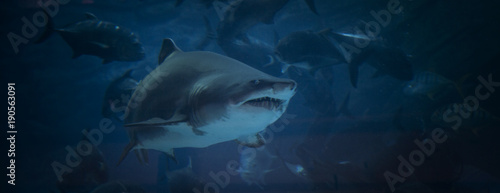 shark jaws ready to attack underwater close up portrait © ARAMYAN