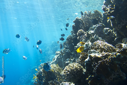 Fototapeta Naklejka Na Ścianę i Meble -  coral colony on a reef
