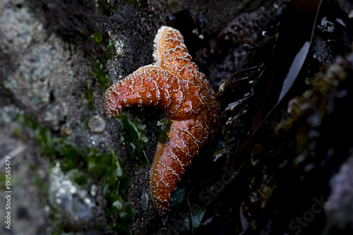 Low tide left exposed a colourful starfish in the west coast of Canada