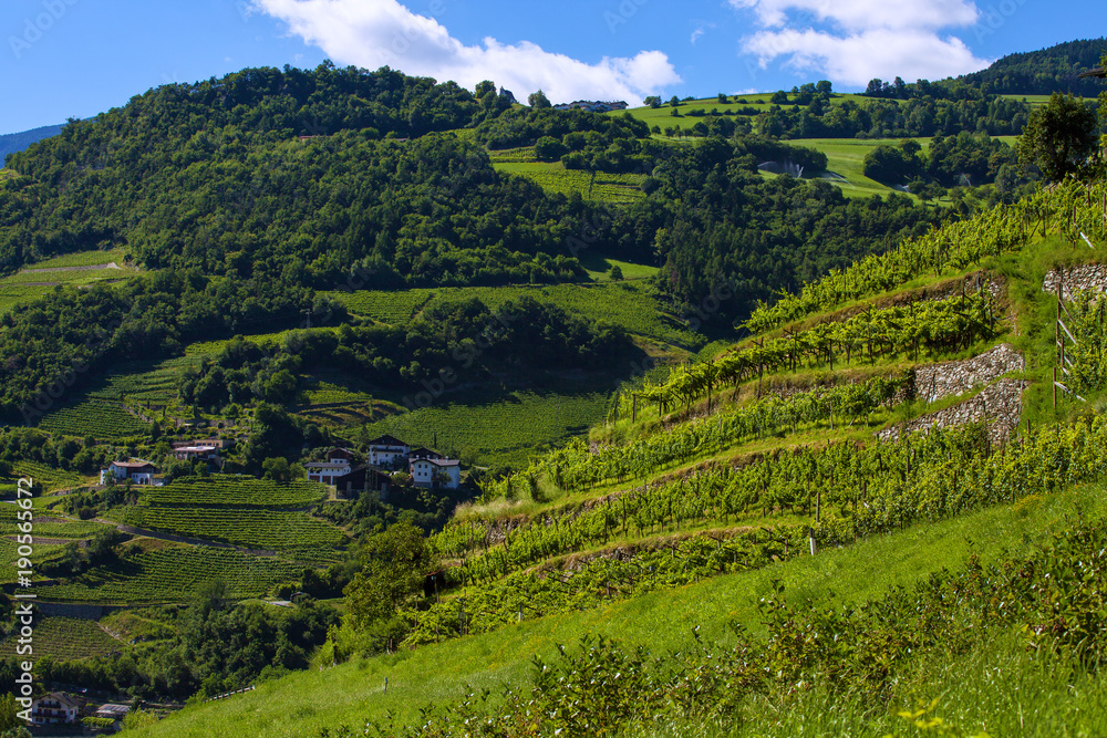 Plantation of Grapes in Italian Alps
