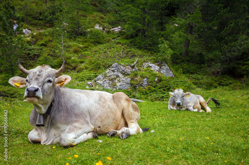 Wallpaper Mural Cows on the meadow Torontodigital.ca