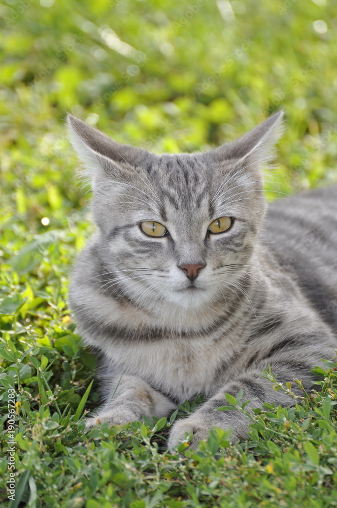 chat de gouttière