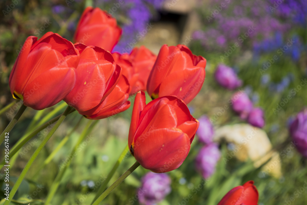 Rote Tulpen im Garten im Frühling Rote Tulpen im Garten im Frühling