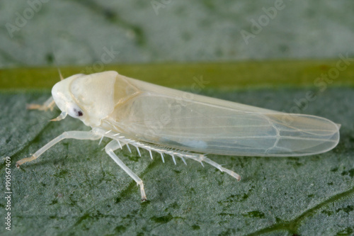 Zygina nivea leafhopper from the family Cicadellidae on a leaf photo