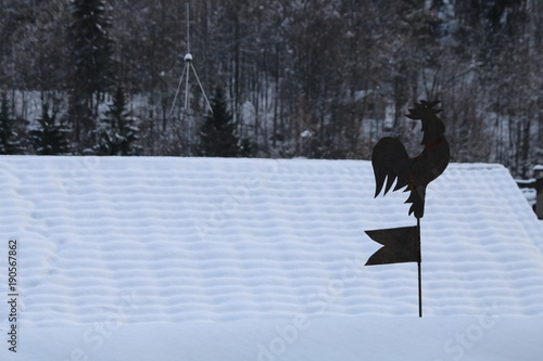 bandoliera neve gallo