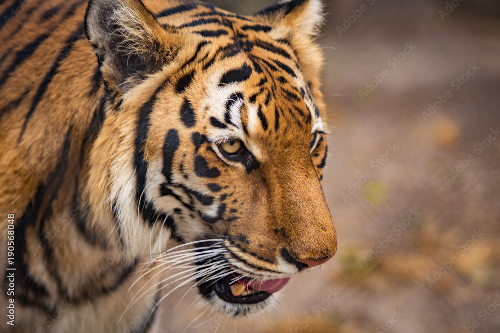 Fototapeta premium tiger close up