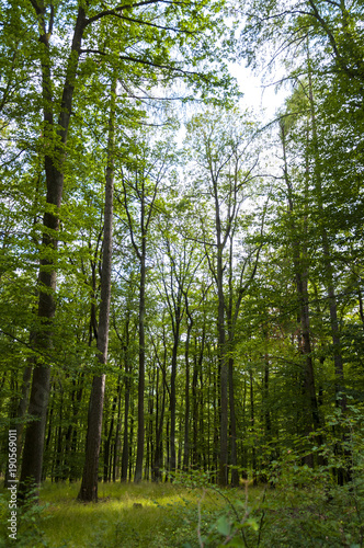 beautiful green forest