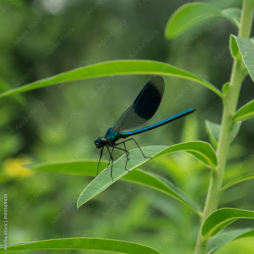 Dragonfly sitting on leaf