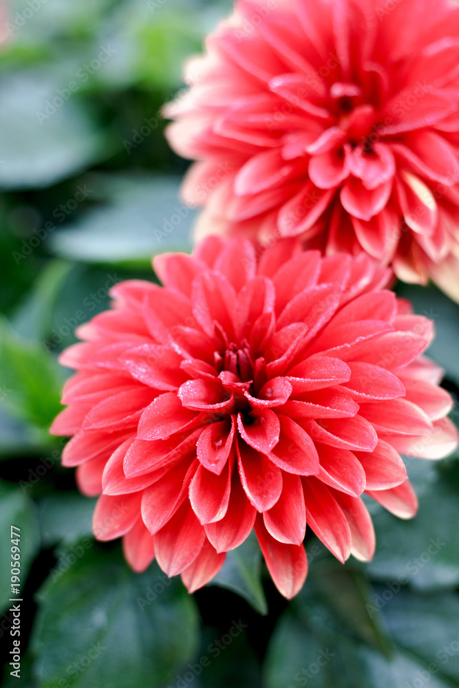 Beautiful pink or red flowers at summer flower garden. Beautiful pink or red flowers at summer flower garden.