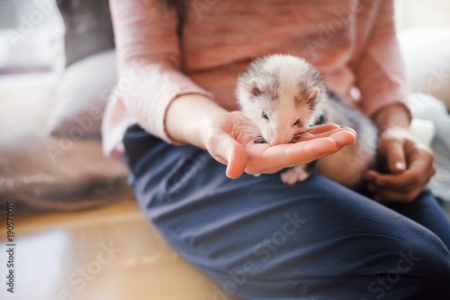 Pet ferret eating from the hand of its owner photo