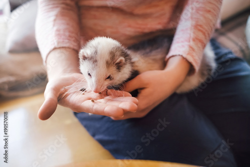 Pet ferret eating from the hand of its owner photo