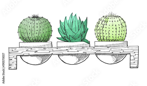 Sketch three succulents in pots on a wooden stand. Stylized watercolor. Vector illustration