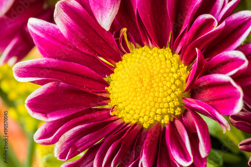 Pink Daisy Flower with Yellow Center