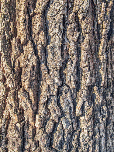Real bark background