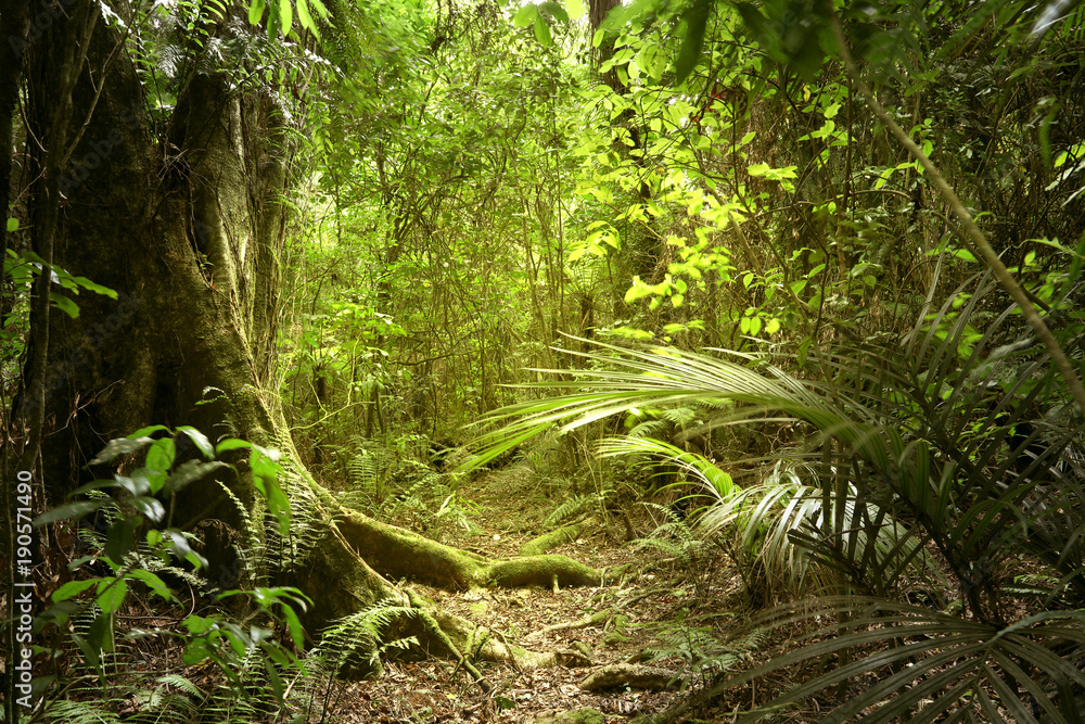 Obraz premium Dżungla