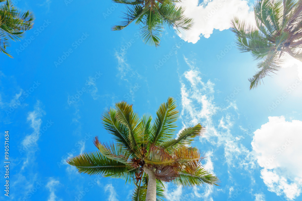 Fototapeta szczyty palm na tle błękitnego nieba