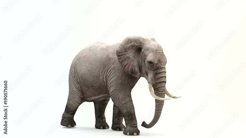 CG render of walking elephant.Loop animation. CG render of walking elephant.Loop animation.