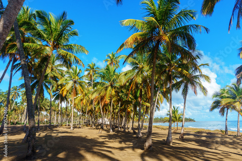 palm grove on the shore of the ocean