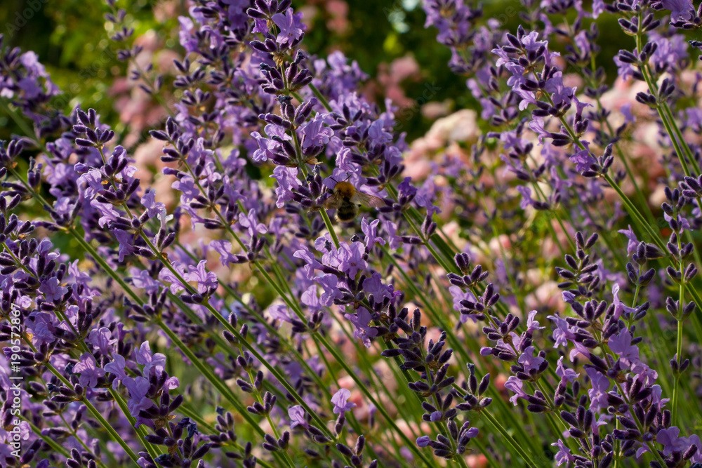 Obraz premium Lavendel