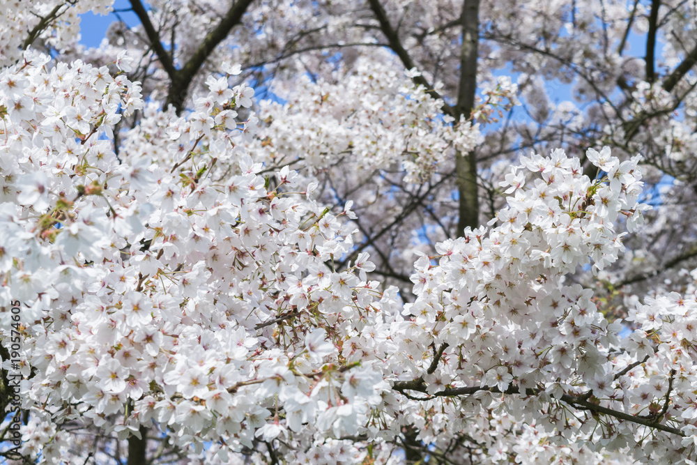 Cherry blossom. Snow - white flowers of cherry trees against a bright blue sky. Sakura flowering. Cherry blossom. Snow - white flowers of cherry trees against a bright blue sky. Sakura flowering.