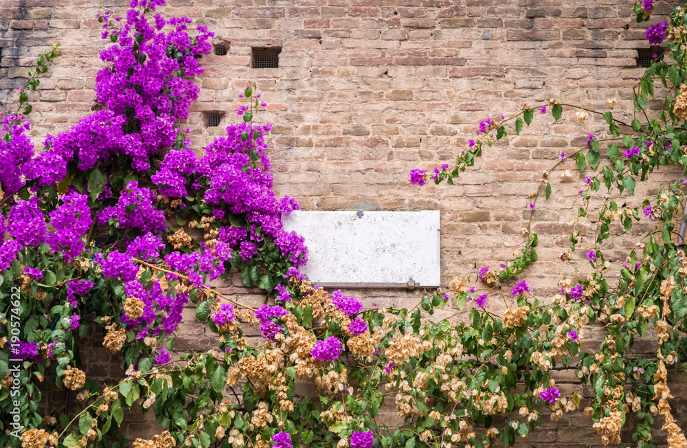 Purple azaleas plant on wall facade of building in Siena, Tuscany, Italy