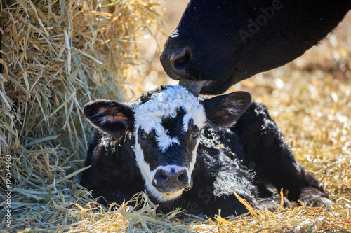 Canvas Print cow with calf