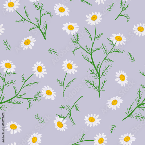 Fototapeta Naklejka Na Ścianę i Meble -  Daisy flowers. Seamless pattern. Vector illustration.