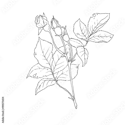 Vector set of detailed  isolated outline Rose bud sketches in black color.