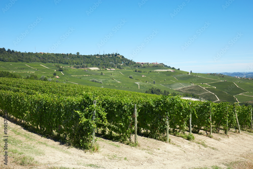 Green vineyards in a sunny day in Italy, blue sky