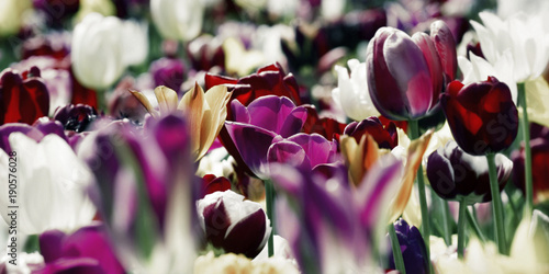 tulips deep purple white concept