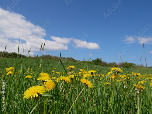 Fresh bright yellow dandelion flowers. A beautiful spring day. A green meadow full of yellow dandelions