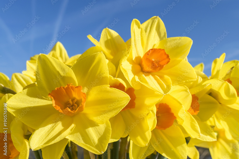 Yellow narcissus against the blue sky. Spring. Yellow narcissus against the blue sky. Spring.