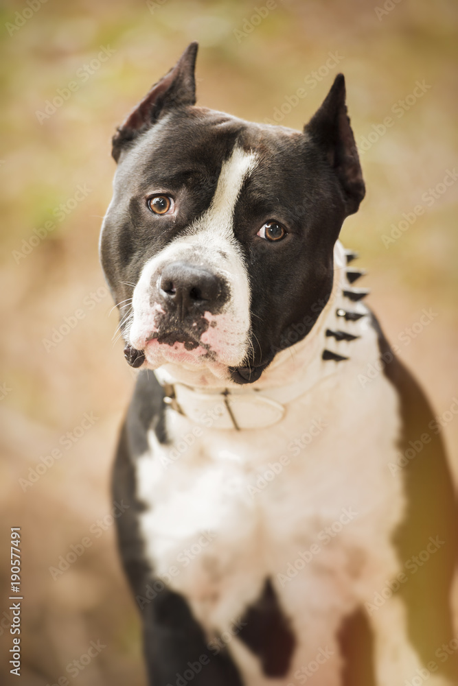 Pit Bull Terrier portrait on nature