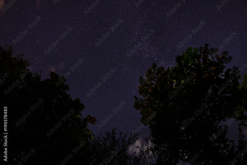 Naklejka premium Silhouette of the forest in the night sky