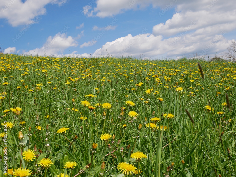 Fresh bright yellow dandelion flowers. A beautiful spring day. A green meadow full of yellow dandelions Fresh bright yellow dandelion flowers. A beautiful spring day. A green meadow full of yellow dandelions