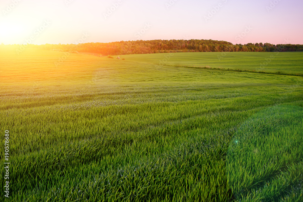 Morning landscape with green field, traces of tractor in sun ray